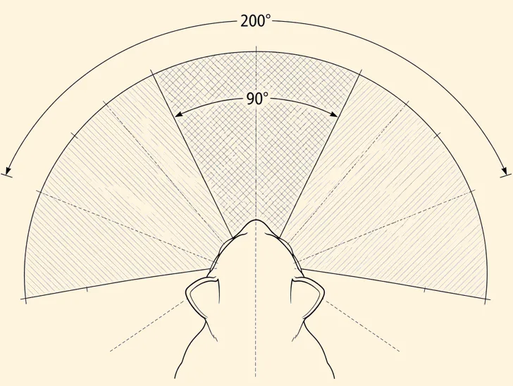 Diagrama de referencia del campo visual combinado del gato de unos 200 grados y un solape binocular de unos 90 grados