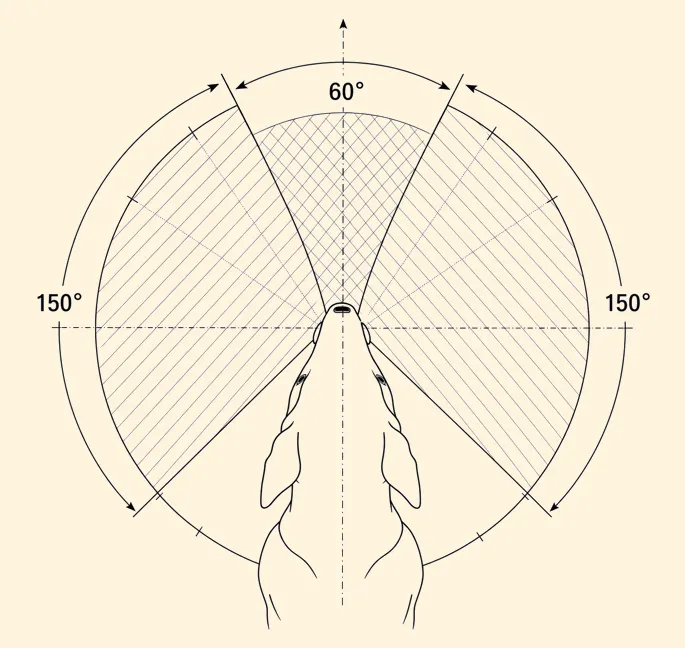 Diagrama de referencia del campo visual combinado del perro de unos 240 a 250 grados y un solape binocular de unos 60 grados
